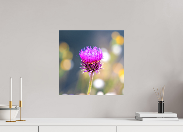15 x 15″, Canvas with Wrapped Edges, Glossy Wyoming Thistle
