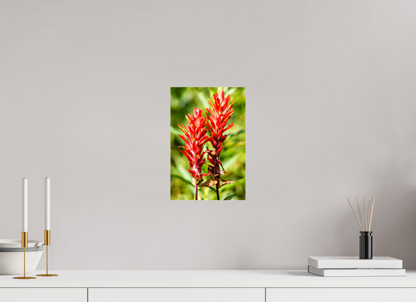 8 x 12″, Photo Print Under Acrylic Glass Indian Paintbrush