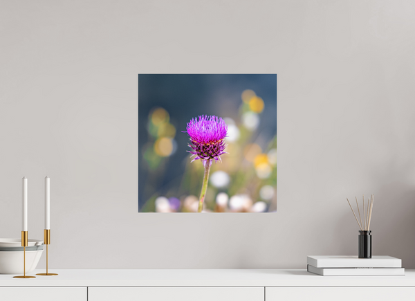 15 x 15″, Photo Print On Fuji Crystal DP II Wyoming Thistle