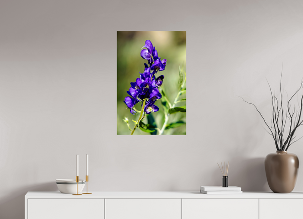 20 x 30″, Photo Print On Fuji Crystal DP II Violet Wildflower