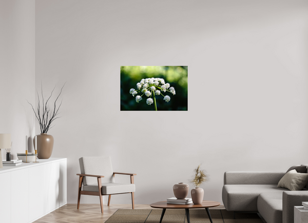 36 x 24″, Photo Print On Fuji Crystal DP II White Wildflower