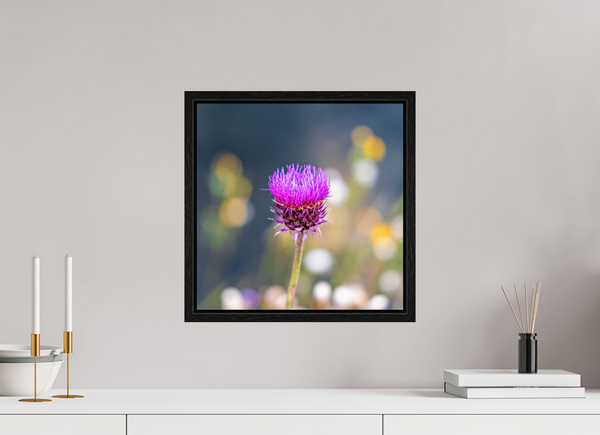 15 x 15″, Floater Frame Wyoming Thistle