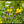 Main image Wildflowers