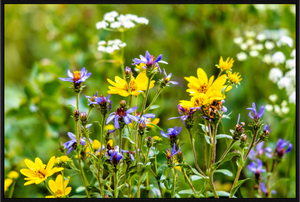 Main image Wildflowers