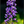 Main image Violet Lupine