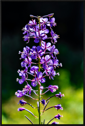 Main image Violet Lupine