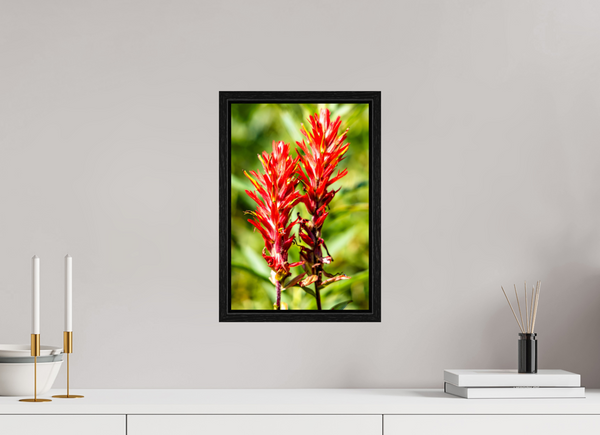 10 x 15″, Floater Frame Indian Paintbrush