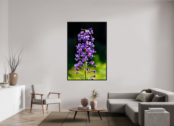 44 x 66″, Floater Frame Violet Lupine