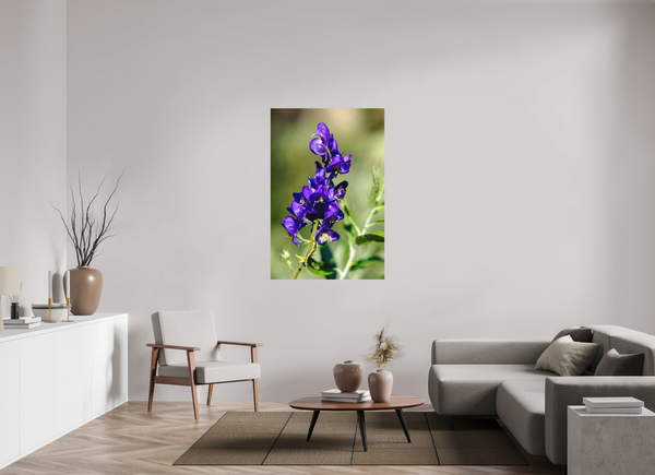 36 x 54″, Direct Print on Aluminum Board, Matte Wild Monk's Hood