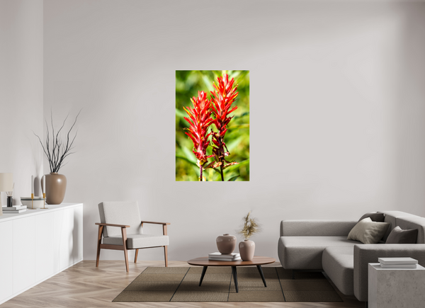 36 x 54″, Photo Print Under Acrylic Glass Indian Paintbrush