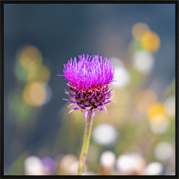 Main image Wyoming Thistle