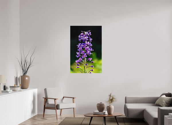 30 x 45″, Direct Print on Aluminum Board, Matte Violet Fireweed