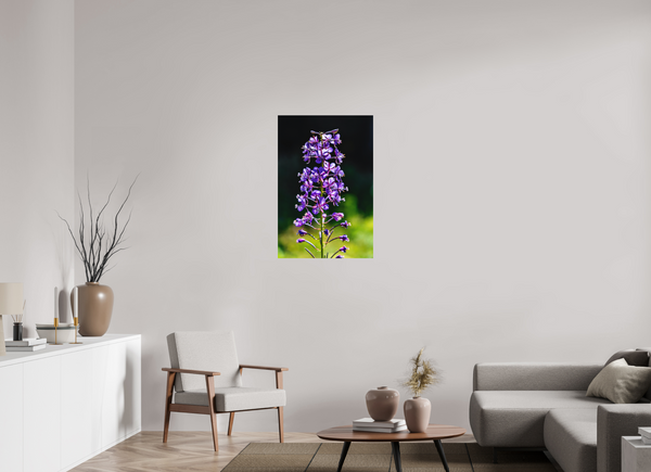 24 x 36″, Direct Print on Aluminum Board, Matte Violet Fireweed