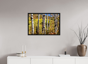 30 x 20″, Floater Frame Aspens, Idaho