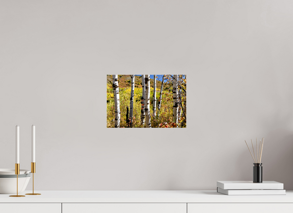 12 x 8″, Photo Print Under Acrylic Glass Aspens