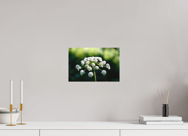 12 x 8″, Direct Print on Aluminum Board, Matte Wildflower