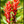 Main image Indian Paintbrush