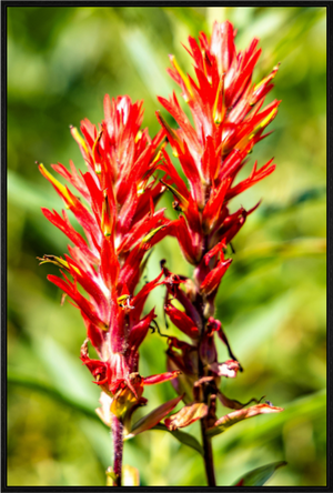 Main image Indian Paintbrush
