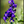 Main image Violet Wildflower