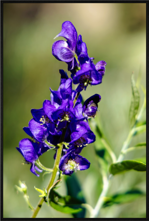 Main image Violet Wildflower